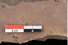Foto (Detailsansicht) von Quercus palaeoilex Ettingshausen (NHMW-GEO-2024-0188-0832)